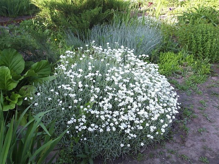 Ясколка войлочная Silberteppich