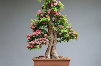 Бонсай: особенности ухода в домашних условиях