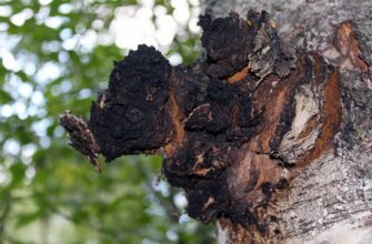 Чага-целебный дар природы!