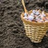 Чем лучше обработать чеснок перед посадкой?