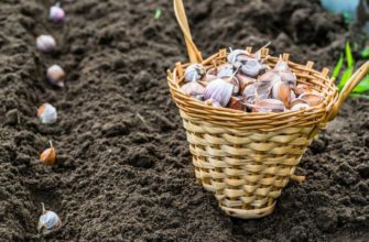 Чем лучше обработать чеснок перед посадкой? Чем лучше обработать чеснок перед посадкой?
