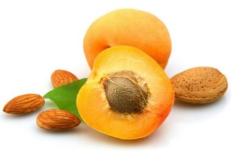 Что нужно знать об абрикосовых косточках?