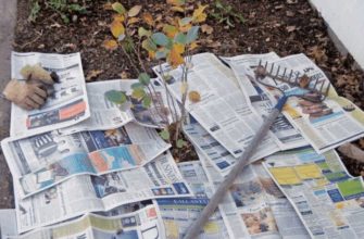 Используем старые газеты и картон с пользой для огорода