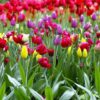 Яркие тюльпаны – вестники весны