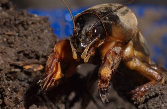 Как избавиться от медведок на участке?