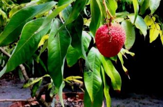 Как личи вырастить дома из косточки?