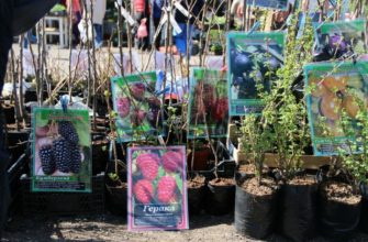 Как могут обмануть при покупке саженцев? Осторожно!