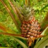 Как можно вырастить ананас дома из верхушки?