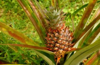 Как можно вырастить ананас дома из верхушки?