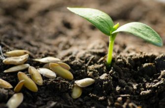 Как не попасть на поддельные семена