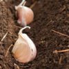 Как посадить и вырастить чеснок на приусадебном участке?