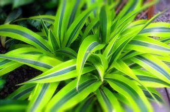 Как правильно ухаживать за драценой в домашних условиях