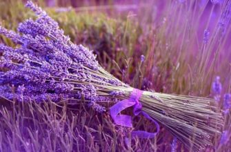 Как сделать лавандовую воду