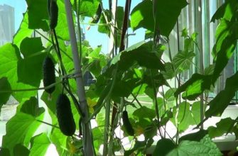 Как вырастить больше огурцов на своём балконе?