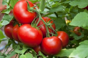 Как вырастить очень вкусные томаты? Как вырастить очень вкусные томаты?