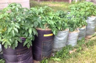 Картофельный урожай в мешках! Картофельный урожай в мешках!