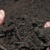 Компост: что важно учесть