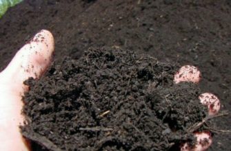 Компост: что важно учесть