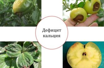 Нехватка кальция у растений, способы быстрого решения проблемы Нехватка кальция у растений, способы быстрого решения проблемы