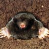 Некоторые способы защиты приусадебного участка от кротов