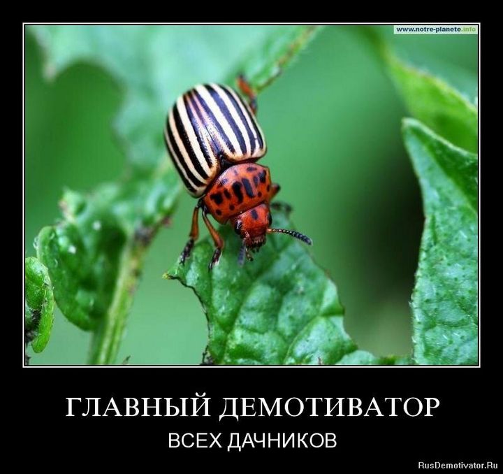 Немного юмора про дачу 4