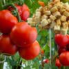 Необычный способ выращивания томатов