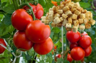 Необычный способ выращивания томатов