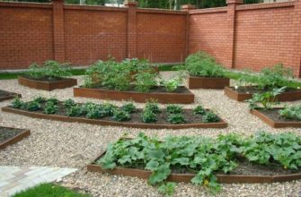 Огородные культуры, которые не боятся тени