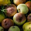 Падалица яблок, как применить даже пропавшие фрукты?