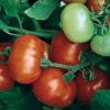 Салатные сорта помидоров для теплиц