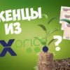 Саженцы из «фикс прайс» или «ленты», стоит ли покупать?