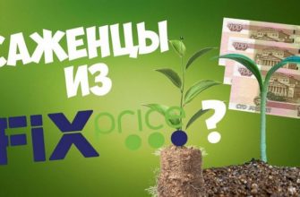 Саженцы из «фикс прайс» или «ленты», стоит ли покупать? Саженцы из «фикс прайс» или «ленты», стоит ли покупать?
