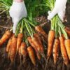 Сладкая морковь и большой урожай обеспечен!