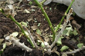 Спасаем розы после зимовки