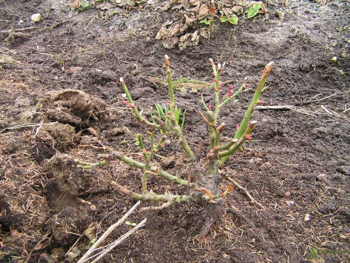 Спасаем розы после зимовки 3 Спасаем розы после зимовки 3