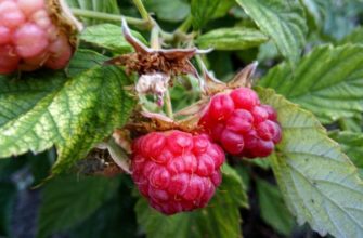 Уход за малиной