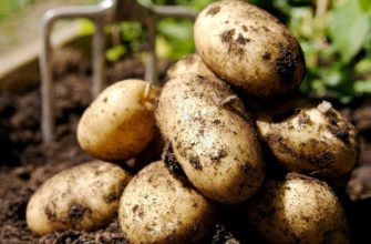 Выращивание картофеля китайским способом Выращивание картофеля китайским способом