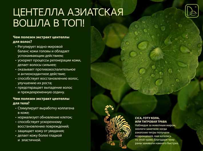 Стимулирует образование коллагена и способствует заживлению ран