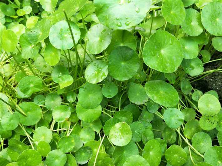 Снижает уровень стресса и улучшает настроение